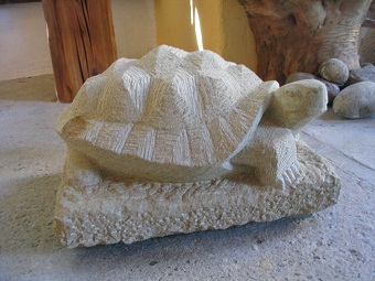 Schildkröte (1).jpg
